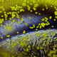 Illustration for article titled These Are the Best Microscopic Images of 2015